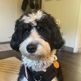 Joey - Bernedoodle