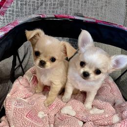 "FERGIE & PIPPA !!! 💝💝" Chihuahua Puppies from Bijou Chihuahua’s