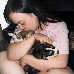 Siberian Husky Puppies from The Land Siberians