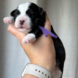 Purple - Black and white female Havanese puppy in Silverton, Oregon from PNW Havanese