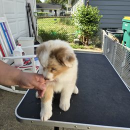 Australian Shepherd Puppies from Starlit Grove Australian Shepherds