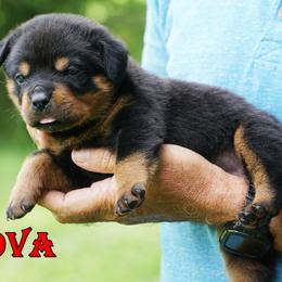 2nd pick female - Black and rust female Rottweiler puppy in Frazeysburg, Ohio from Mountain High Kennels