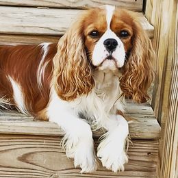 Jaxson - Cavalier King Charles Spaniel