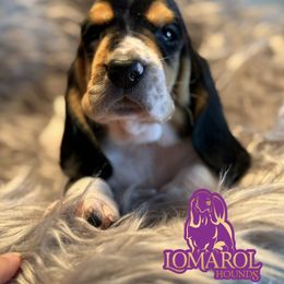 4 - Black brown and white female Basset Hound puppy in Inverness Highlands South, Florida from Lomarol Hounds