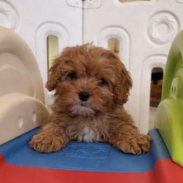 Grey collar boy - Red male Cavapoo puppy in Gilbert, Arizona from Azteddybeardoodles