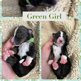 Bernedoodle Puppies from Green Bay Bernedoodles