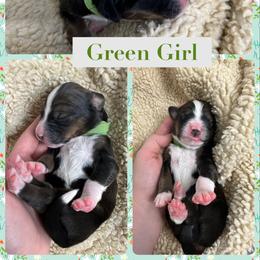 Bernedoodle Puppies from Green Bay Bernedoodles
