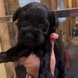 Pink girl - Black and silver female Miniature Schnauzer puppy in Hickory Grove, South Carolina from Oopsie Doodles
