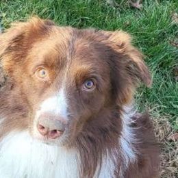 Axel - Australian Shepherd