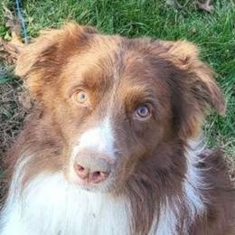 Axel - Australian Shepherd