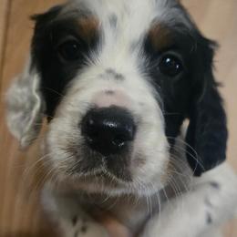 Joshua 2 - Blue belton and tan (tri-color) male English Setter puppy in Morrice, Michigan from Wild Bird Setters
