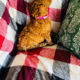 Girl pink $500 - Red  Poodle puppy in Siloam Springs, Arkansas from Wanda De La Rosa