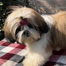 Elizabeth - Shih Tzu