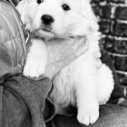 Red Girl - White female Great Pyrenees puppy in Elfrida, Arizona from Outlaw Acres Farm & Kennels
