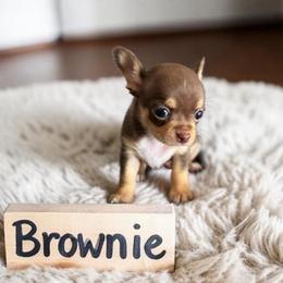 Brownie - Chocolate and tan male Chihuahua puppy in Harlan, Iowa from Home Grown Chihuahuas From Iowa