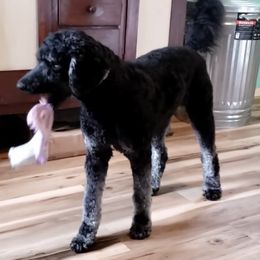 Assorted Doodle Crosses and Poodle All Grown Up from Gemstone Poodles and Doodles