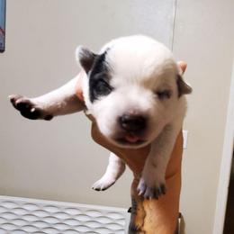 Half mask - Blue speckled male Australian Cattle Dog puppy in Lenoir, North Carolina from Blue Coyote Ranch