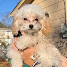 'Princess' Taffie - Cream female Maltipoo puppy in Chattanooga, Tennessee from Joy-fur puppies