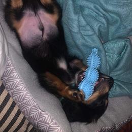 Dachshund Puppies from Camacho_Dachshunds