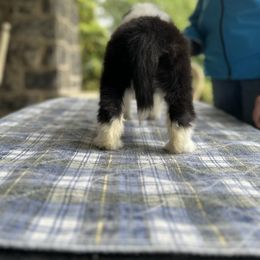 Bearded Collie and Border Collie Puppies from Beloved Bearded & Border Collies