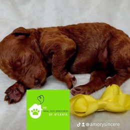 Boy 2 - Red  male Poodle puppy in Fairburn, Georgia from The Real Dog Breeders of Atlanta (peachy poodles)