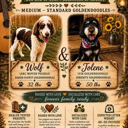 Goldendoodle puppies from Serenity Goldendoodles
