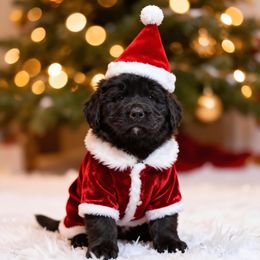 Female 3 - Black female Newfoundland puppy in Burfordville, Missouri from Umfleet Farms