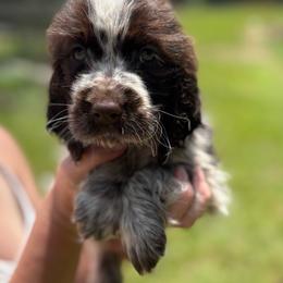 Vega - Liver white and roan female English Springer Spaniel puppy in Williston, Florida from Bizzy Farms English Springer Spaniels