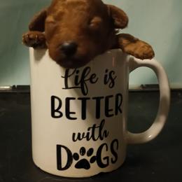 Gingerbread Cookie - Red  male Poodle puppy in Sandpoint, Idaho from Teddy Bear Toy Poodles