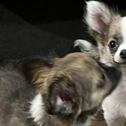 Chihuahuas from Lils Chihuahua WV