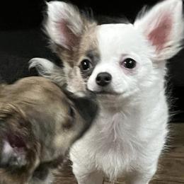 Chihuahuas from Lils Chihuahua WV