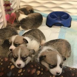 Pembroke Welsh Corgi Puppies from Winterflower Corgis