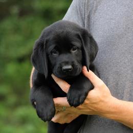 Yellow Collar - Black female Labrador Retriever puppy in Morriston, Florida from Penny Lane Labradors