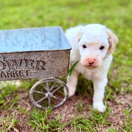 Tide - Parti male Poodle puppy in Dunn, North Carolina from Sandy Creek Kennels