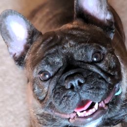 Boston Terriers and French Bulldogs from Angel's Boston Terriers and French Bulldog
