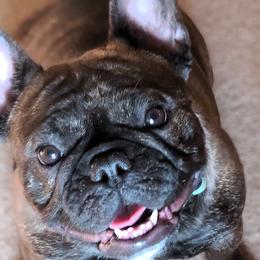 Boston Terriers and French Bulldogs from Angel's Boston Terriers and French Bulldog
