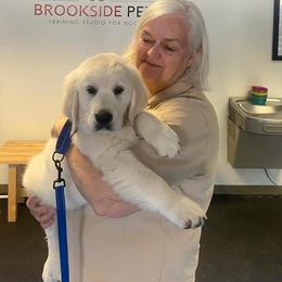 Golden Retriever Puppies from KCs Golden Dream