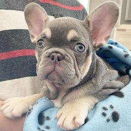 French Bulldog Puppies from Ark Frenchies Limited