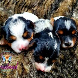 Yorkshire Terrier Puppies from Pixieland Yorkshire Terriers