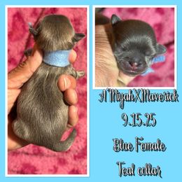 Teal collar - Blue female Shih Tzu puppy in Kosciusko, Mississippi from The Dog House LLC