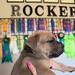 Boy 2 - Fawn male Cane Corso puppy in Briggs, Texas from Capital City Corso’s