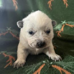 Boy 1 - Blue male Australian Cattle Dog puppy in Irvington, Kentucky from Dry Valley’s Australian Cattle Dogs