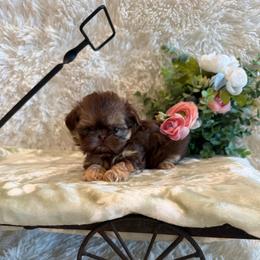 Greene - Chocolate and tan male Shih Tzu puppy in Success, Missouri from Sweet Success