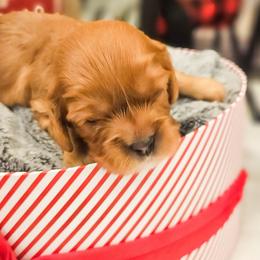 Noel - Ruby female Cavalier King Charles Spaniel puppy in Highland, Utah from Furever Cavaliers
