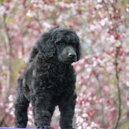 Poodle Puppies from D and D Standard Poodles