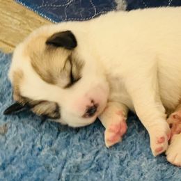 Great Pyrenees puppies from Polar Light Great Pyrenees