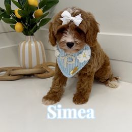 Simea - Red female Cavapoo puppy in Buford, Georgia from Petite Posh Puppies
