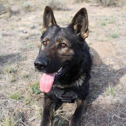 German Shepherds from Vom Berk Haus German Shepherds