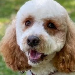 Kado - Cockapoo