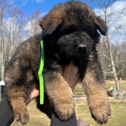 Jaden - Sable female German Shepherd puppy in Winterport, Maine from Vom Stevens Old Fashioned German Shepherds